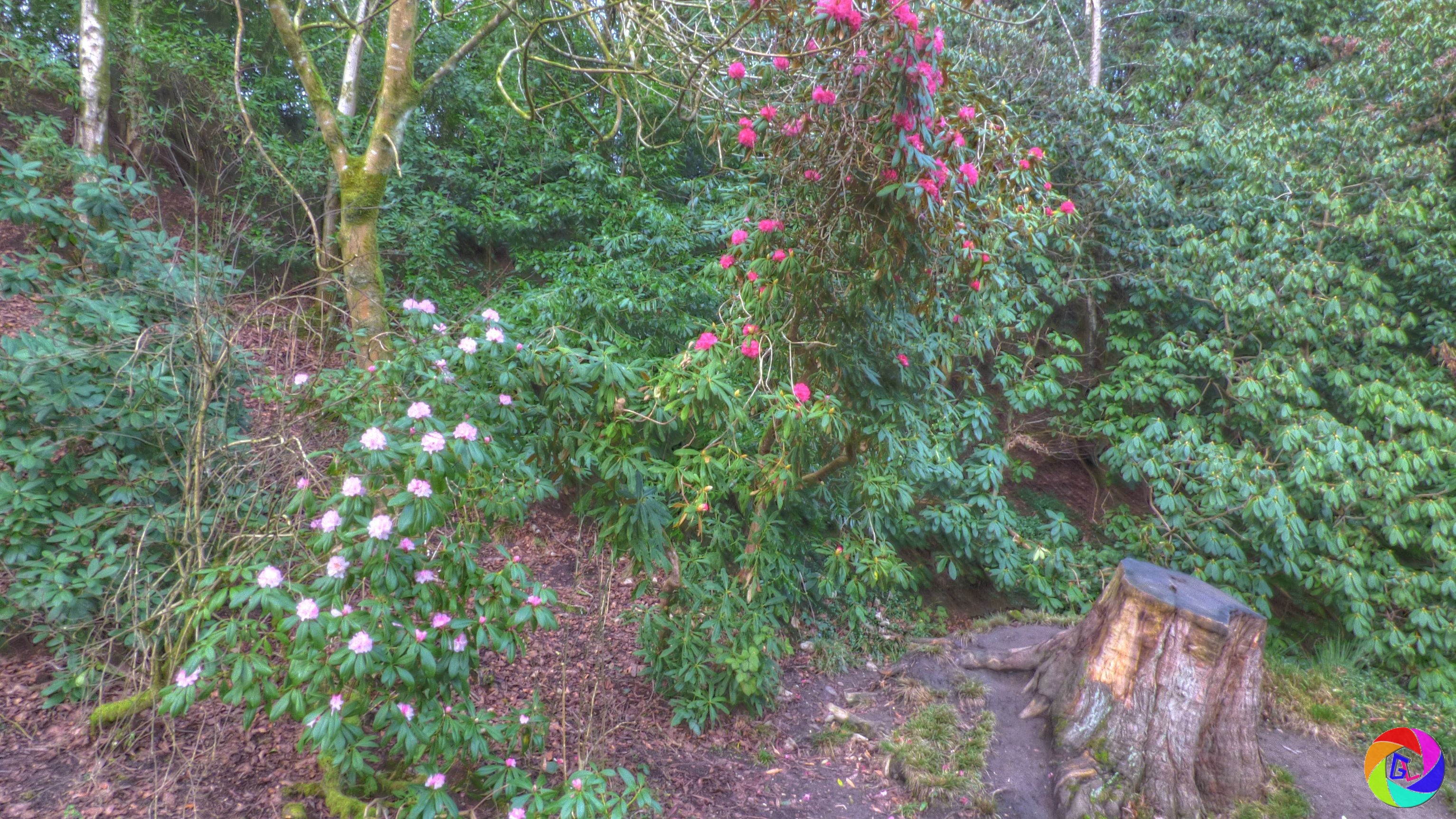 Rhododendra in bloom in January